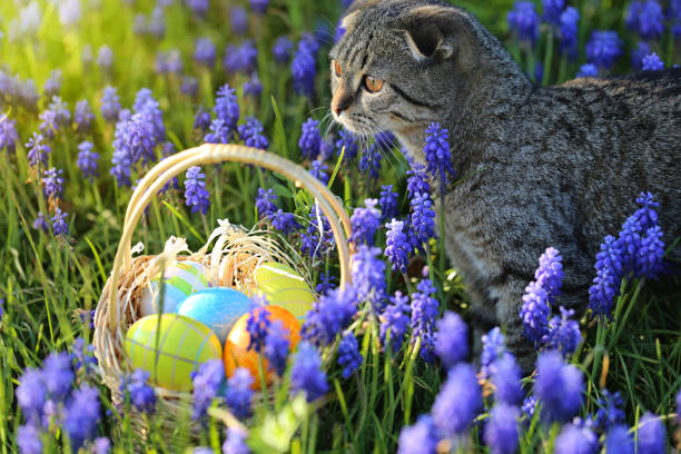 Easter eggs in a wicker basket in lilac flowers muscari with striped cat. Easter concept. Easter mood