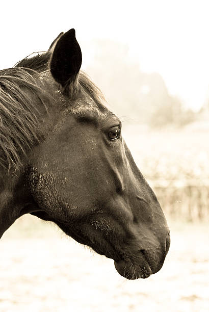 Caballo de alimentación - foto de stock