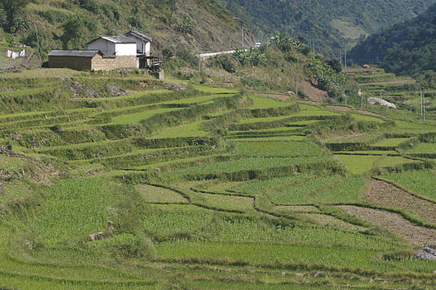 istock Terraced Farm Land in China 91604054