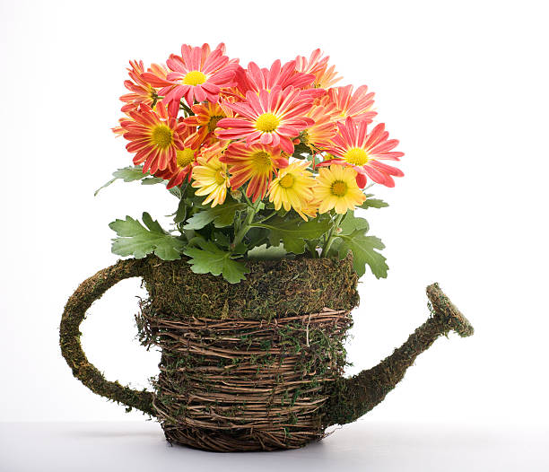 Flowers in watering can stock photo