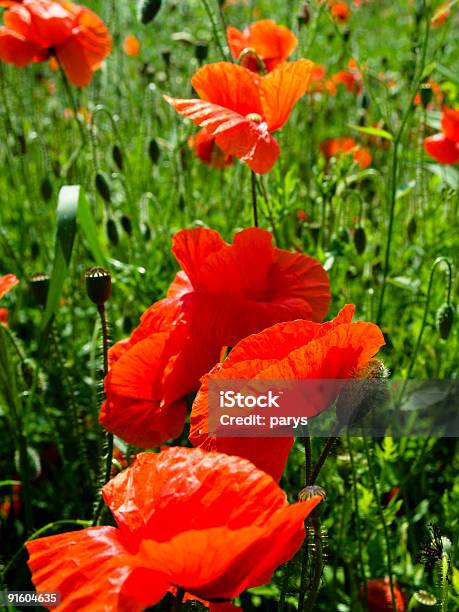 Photo libre de droit de Coquelicots banque d'images et plus d'images libres de droit de Adulte d'âge mûr - Adulte d'âge mûr, Beauté, Beauté de la nature