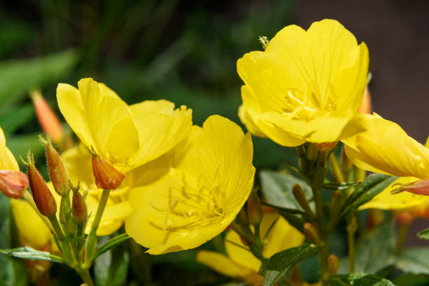 Beautiful Yellow Oenothera flowers. Evening Primrose
