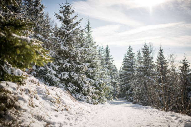 istock Way through conifer forest in winter, Thuringia, Germany, Europe 916047344
