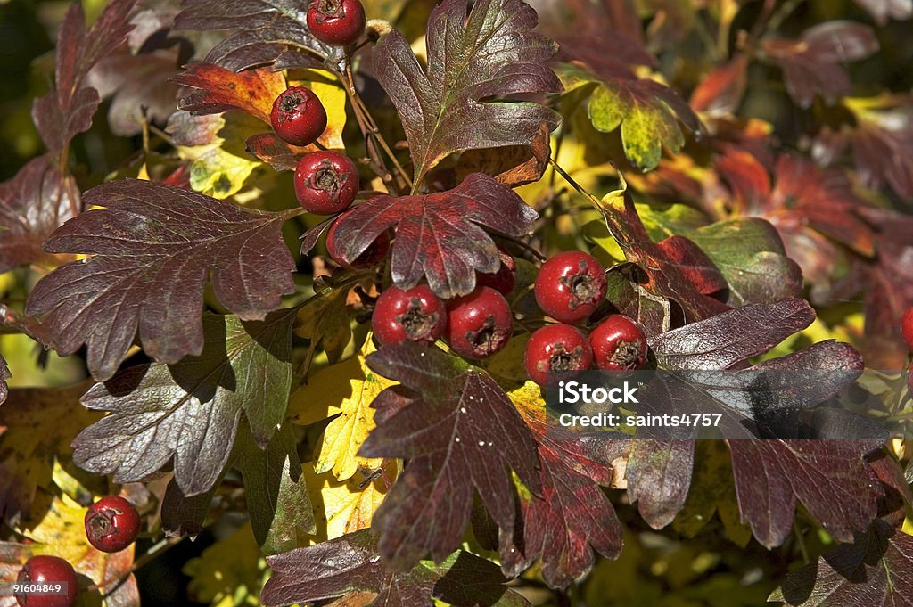 christmas leaves  Abstract Stock Photo