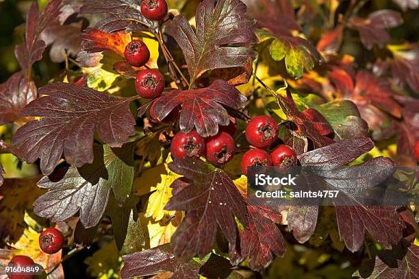 Christmas Leaves Stock Photo - Download Image Now - Abstract, Autumn, Backgrounds