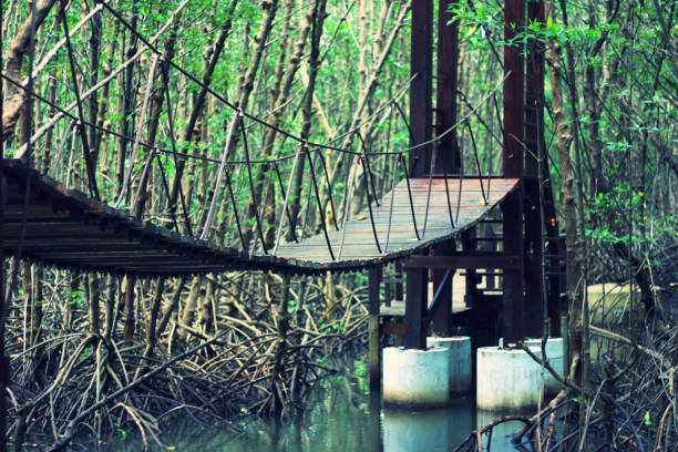 istock Vintage wooden bridge in the forest. 916048932