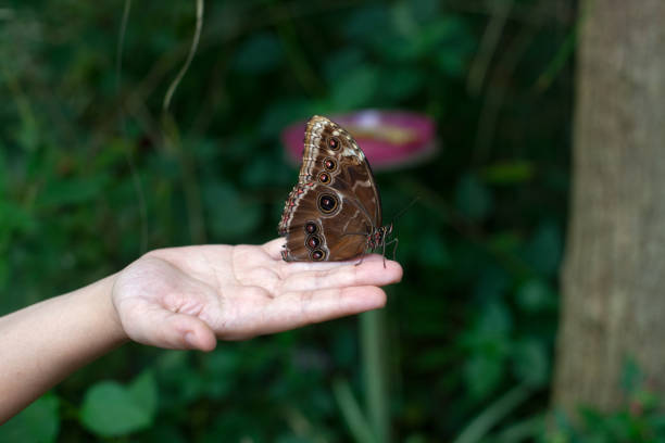 istock Istanbul Butterfly Farm 916049422