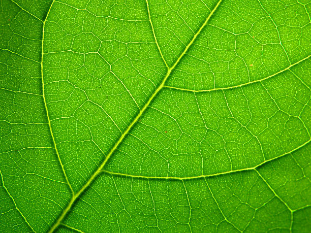 istock An up close picture of a green leaf 91605251