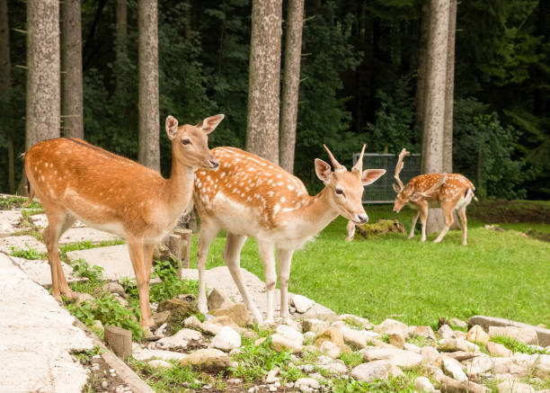 istock Fallow deer at Auerberg near Bernbeuren, Upper Bavaria, Germany 916056162