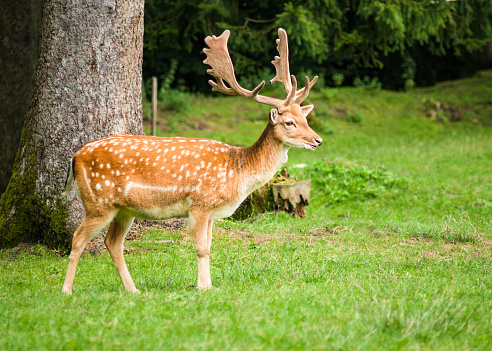 Game park with Fallow deer at Auerberg, Bernbeuren, Upper Bavaria, Germany