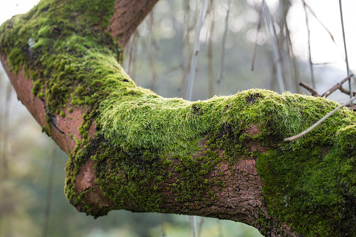 the tree trunk covered with the moss