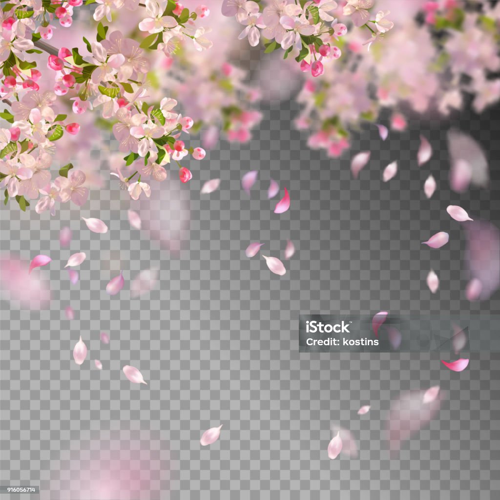 Spring Cherry Blossom Vector background with spring cherry blossom. Sakura branch in springtime with falling petals and blurred transparent elements Flower stock vector