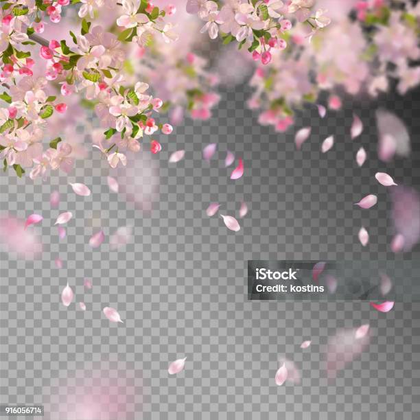 Spring Cherry Blossom Stock Illustration - Download Image Now - Flower, Apple Tree, Springtime