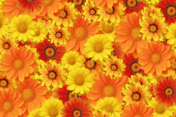 istock Orange and yellow flower bed XXL 91605974