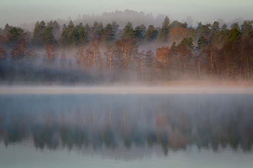 Beautiful reflection in a calm lake of a misty colorful autumn tree line at dawn