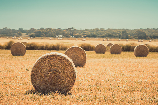 Digitally generated lonely hay bale on the field after harvest. Idyllic countryside landscape, rural nature in the farm land. Autumn, harvesting concept.\n\nThe scene was created in Autodesk® 3ds Max 2024 with V-Ray 6 and rendered with photorealistic shaders and lighting in Chaos® Vantage with some post-production added.