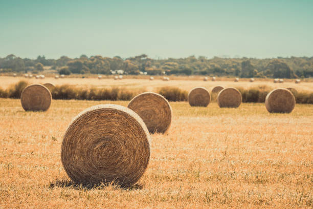 круглые тюки сена на поле после сбора урожая - bale hay field stack стоковые фото и изображения