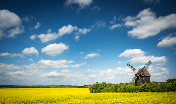 レイプ フィールド、テューリンゲン州、ドイツ、ヨーロッパでミルを記事します。 - windmill cultivated land crop day ストックフォトと画像