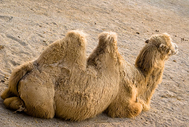 Dromedary camel stock photo