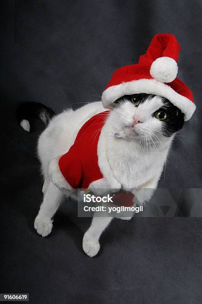 Pronti Per Natale - Fotografie stock e altre immagini di Abbigliamento - Abbigliamento, Animale, Cappello