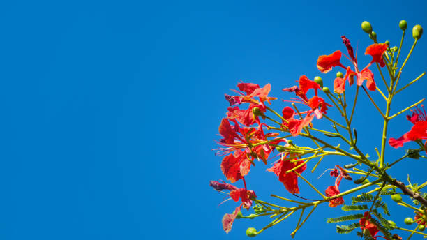 istock Red flower Delonix regia with blue sky 916067808