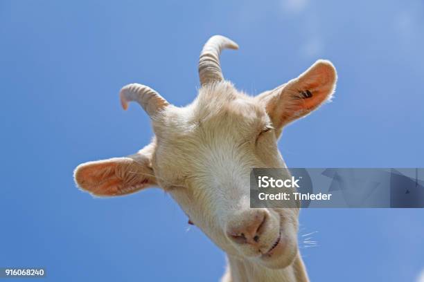 Portrait Of A Goat Stock Photo - Download Image Now - Goat, White Color, Attitude