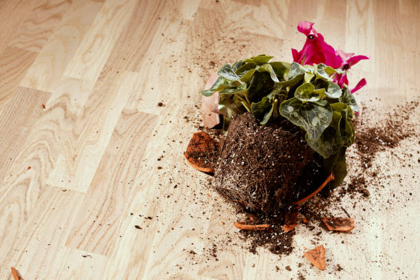 istock Flower falls on the floor 916068400