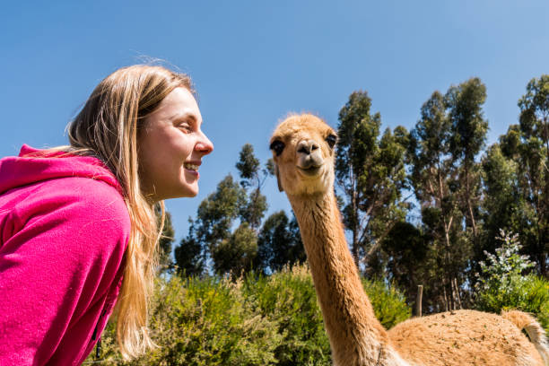 istock Tourist woman interacting with the alpacas in Peru 916068516