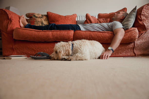 relájese con el perro - pereza fotografías e imágenes de stock