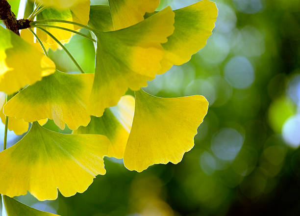 contraluz primer plano de ginkgo biloba deja (xl - ginkgo ginkgo tree chinese medicine healthcare and medicine fotografías e imágenes de stock