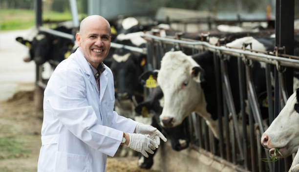 istock Mature vet posing with cows 916071514