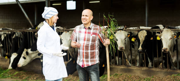 istock Couple of vets working with milky cows 916071638