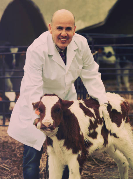 istock Employee nursing cattle in cowhouse 916071666