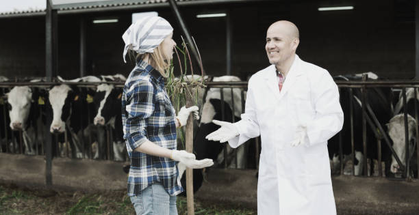 istock Female worker and mature veterinary in farm 916071722