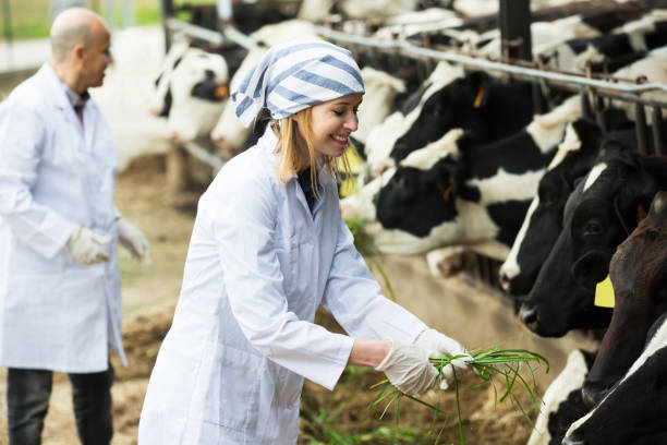 istock Workers taking care of cows 916071806