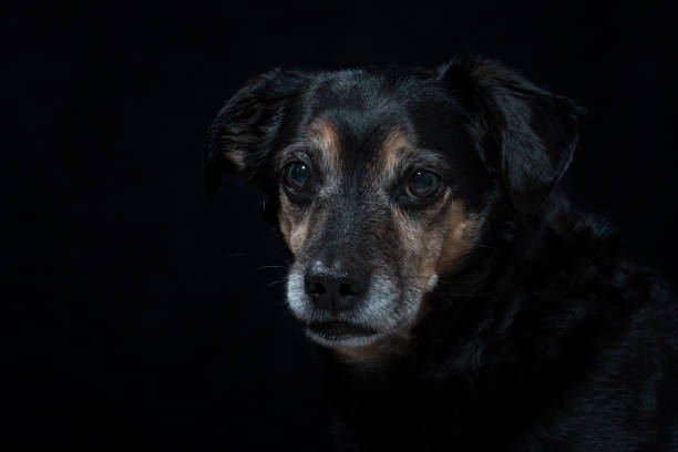 istock Portrait of a mixed breed dog 916072138