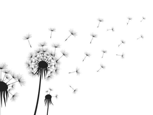 löwenzahn - dandelion freedom silhouette wind stock-grafiken, -clipart, -cartoons und -symbole