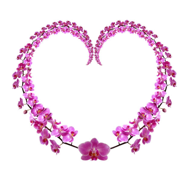 Close up of purple orchid flower petals and stamens