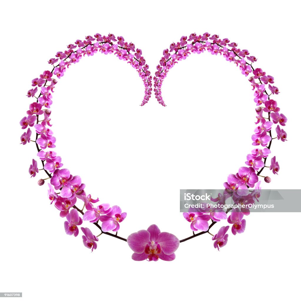 Orchids heart XXXL  Orchid Stock Photo