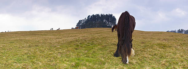 吹きさらしの野生の馬 - horse panoramic scenics prairie ストックフォトと画像