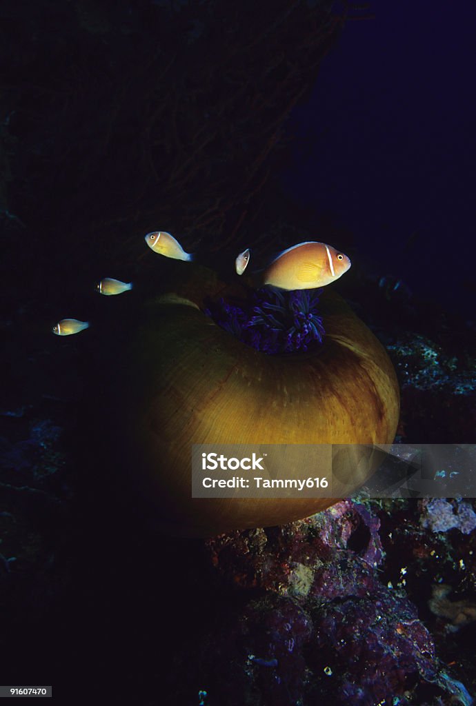Clownfish rodziny - Zbiór zdjęć royalty-free (Amfiprion)