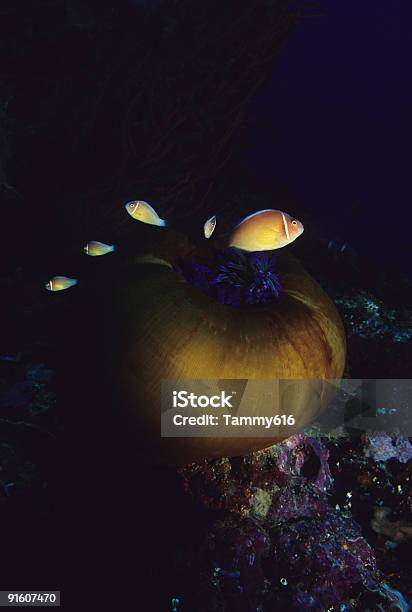 Clownfish Rodziny - zdjęcia stockowe i więcej obrazów Amfiprion - Amfiprion, Bez ludzi, Błazenek