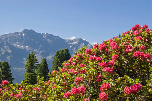 istock alpine roses in the mountains 916075744