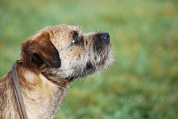 Terrier - attentive  border terrier stock pictures, royalty-free photos & images