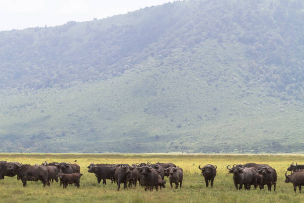 istock Buffalo herd within volcano. NgoroNgoro, Tanzania 916076628