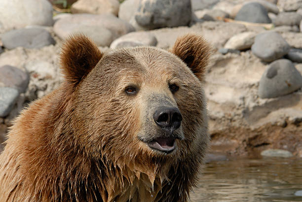istock Grizzly Bear in Pond 91607666