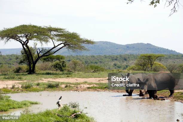 Nashörner Stockfoto und mehr Bilder von Nashorn - Nashorn, Hluhluwe, Republik Südafrika