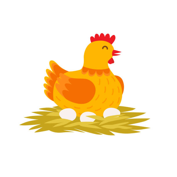 ilustrações de stock, clip art, desenhos animados e ícones de orange cute hen is laying eggs on the nest. cartoon hen vector flat illustration isolated on white background. - vector excitement white red