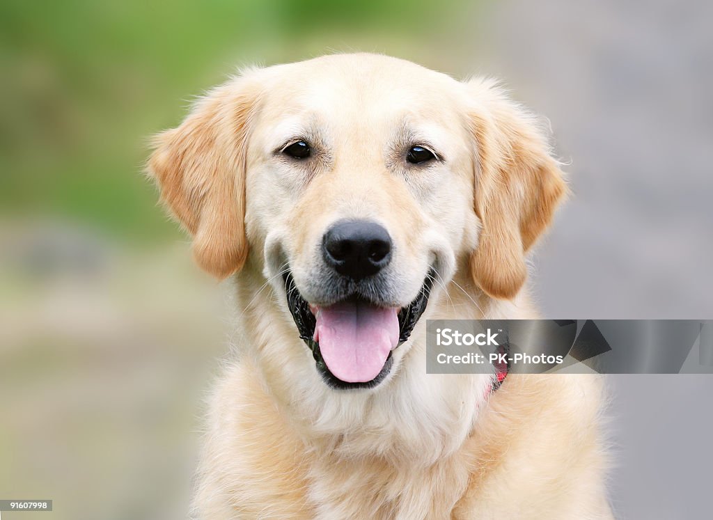 Golden Retriever retrato - Foto de stock de Labrador dorado libre de derechos