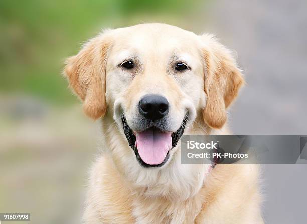 Golden Retriever Retrato - Fotografias de stock e mais imagens de Golden Retriever - Golden Retriever, Cão, Amizade